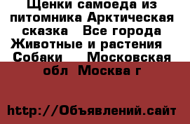 Щенки самоеда из питомника Арктическая сказка - Все города Животные и растения » Собаки   . Московская обл.,Москва г.